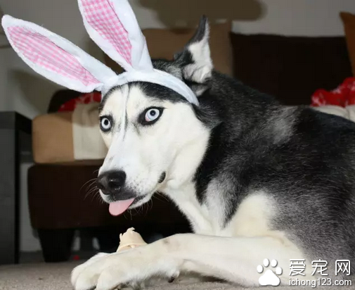 不介意人类给我们的乔装打扮