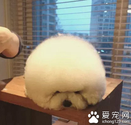 一颗超大的棉花糖！