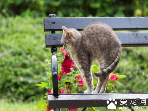 出来混总是要还的 喵星人在公园睡觉竟遭包围！