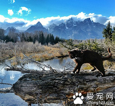 家长携带宠物外出旅行走红网络 引数万人效仿