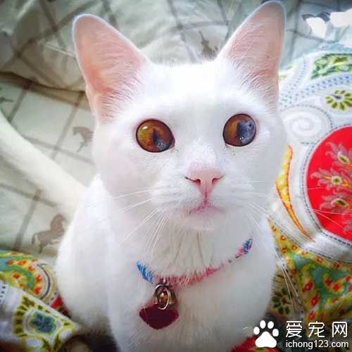 这些喵星人的眼睛，简直美翻了！