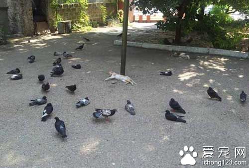 出来混总是要还的 喵星人在公园睡觉竟遭包围！