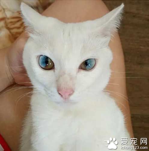 这些喵星人的眼睛，简直美翻了！