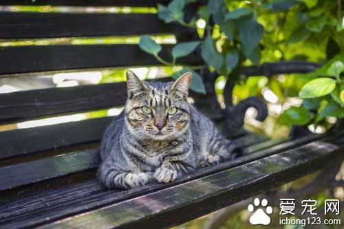 出来混总是要还的 喵星人在公园睡觉竟遭包围！