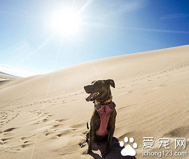 家长携带宠物外出旅行走红网络 引数万人效仿