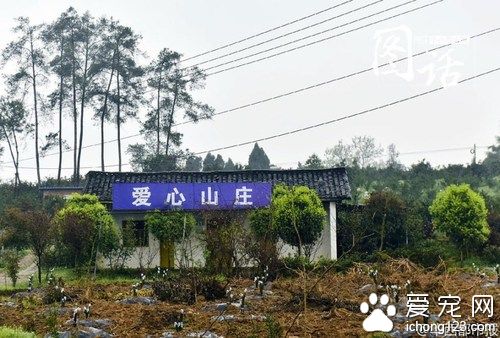 探访成都宠物公墓 最贵喊价1.2万