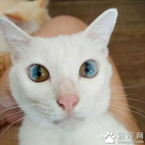 这些喵星人的眼睛，简直美翻了！