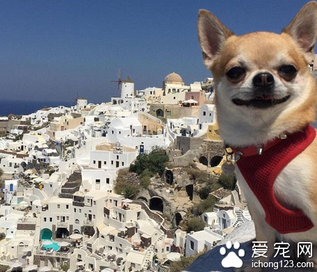 家长携带宠物外出旅行走红网络 引数万人效仿