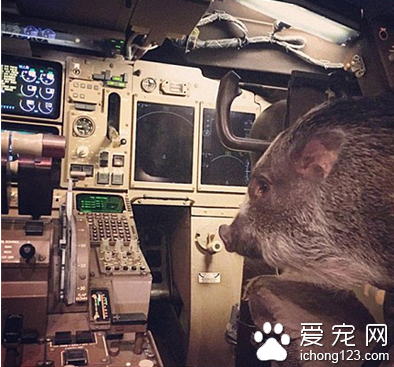 家长携带宠物外出旅行走红网络 引数万人效仿