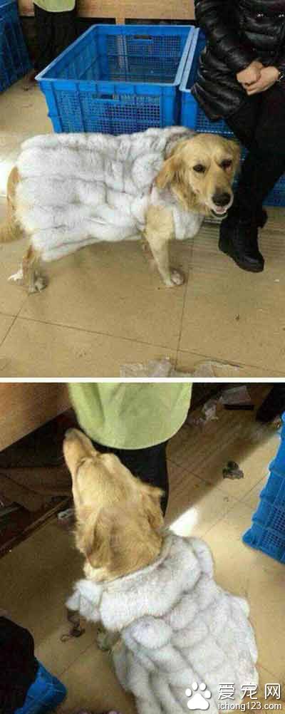 土豪家的狗怎能没件貂皮呢