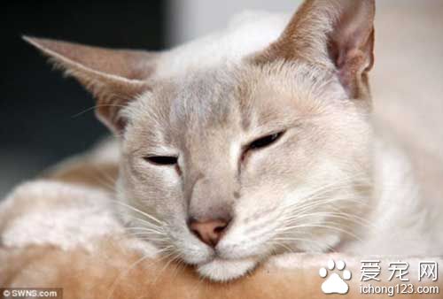 英国暹罗猫被困邮包内8天没吃没喝顽强存活