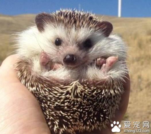 家长携带宠物外出旅行走红网络 引数万人效仿