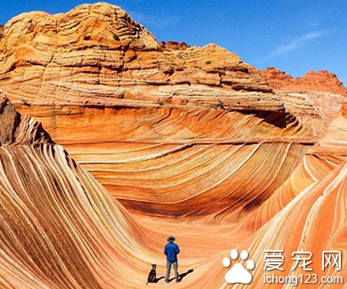 家长携带宠物外出旅行走红网络 引数万人效仿