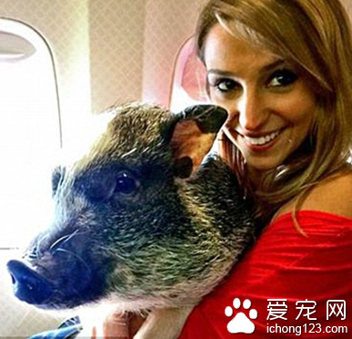 家长携带宠物外出旅行走红网络 引数万人效仿