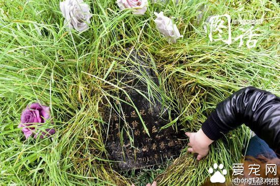 在埋葬牛牛时，她将为牛牛买来的袋装咀嚼骨头放入，“希望牛牛在天堂也能吃得好”。“牛牛生前最爱玩布娃娃了。”3月26日，彭女士再次来到宠物牛牛的墓位前，这次，她又带来一个崭新的海绵布娃娃，换掉了原有的布娃娃。彭女士说，自己没有孩子，“牛牛就像是自己的儿子”。自牛牛走后，“总觉得少了个伴”。加之，她和丈夫平日工作时，只有婆婆一人在家，于是，夫妇重新买了条博美犬。