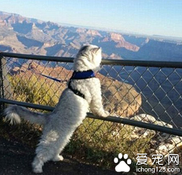 家长携带宠物外出旅行走红网络 引数万人效仿