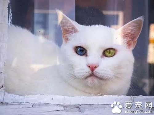 这些喵星人的眼睛，简直美翻了！