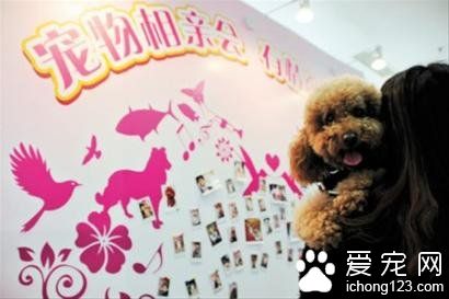 宠物猫狗来“相亲”：只看品种不问年龄