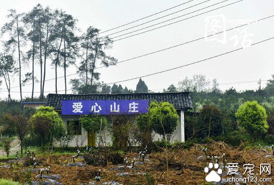 成都龙泉驿区宠物公墓:最贵喊价1.2万