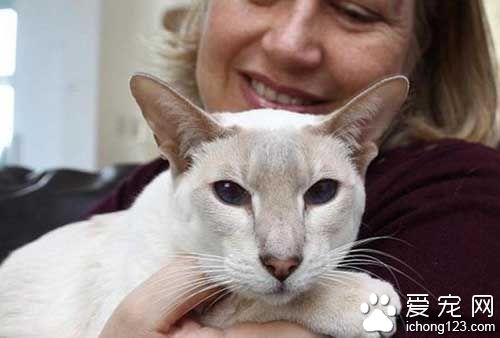 英国暹罗猫被困邮包内8天没吃没喝顽强存活