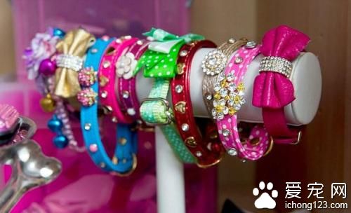 吉娃娃生活超享华成名媛 网友叹“人不如狗”