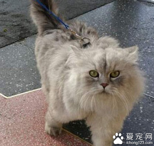 家长携带宠物外出旅行走红网络 引数万人效仿