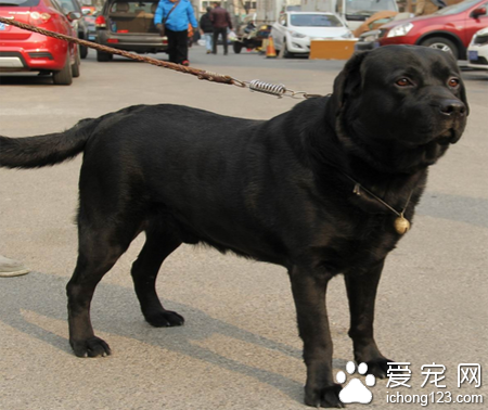 吉娃娃会咬人吗 改掉吉娃娃咬人恶习