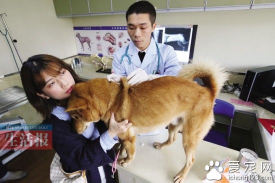 广西首例！女子给土狗买“医保” 你会给宠物买吗