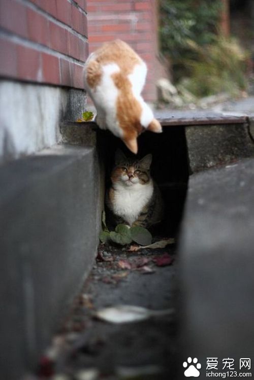 终于找到你了 小伙伴