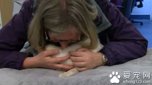 英国暹罗猫被困邮包内8天没吃没喝顽强存活