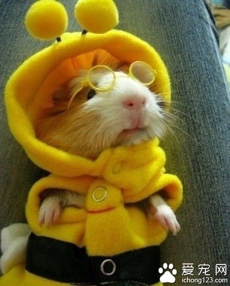 穿衣服的小仓鼠，萌萌哒！
