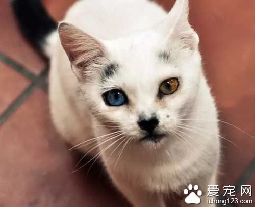 这些喵星人的眼睛，简直美翻了！