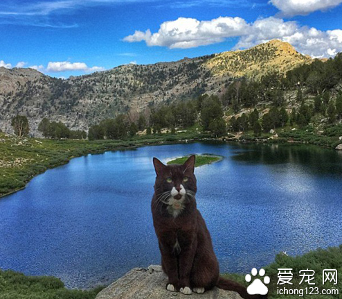 家长携带宠物外出旅行走红网络 引数万人效仿