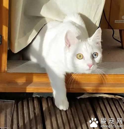 这些喵星人的眼睛，简直美翻了！