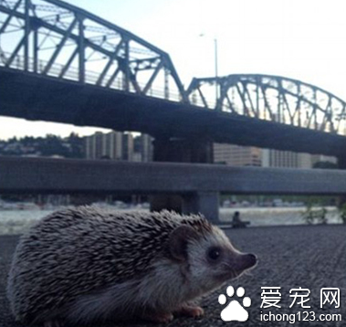 家长携带宠物外出旅行走红网络 引数万人效仿