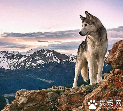 家长携带宠物外出旅行走红网络 引数万人效仿