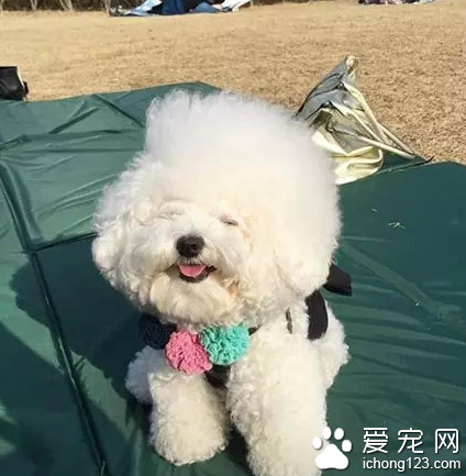 一颗超大的棉花糖！