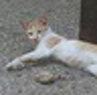 出来混总是要还的 喵星人在公园睡觉竟遭包围！