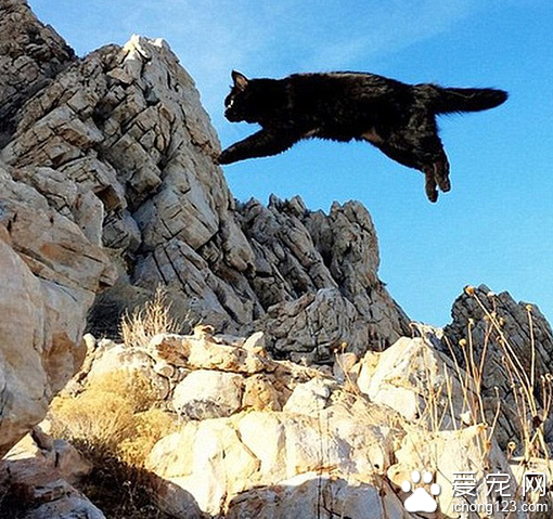 家长携带宠物外出旅行走红网络 引数万人效仿