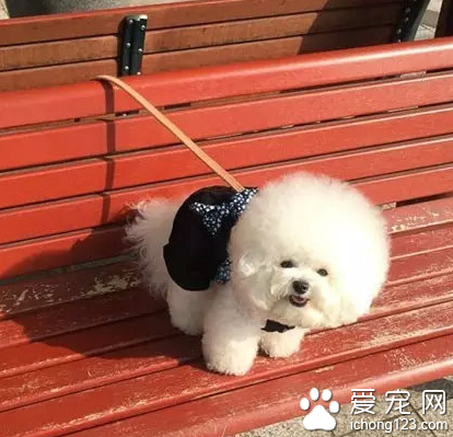 一颗超大的棉花糖！