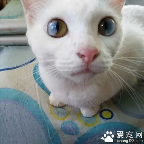 这些喵星人的眼睛，简直美翻了！