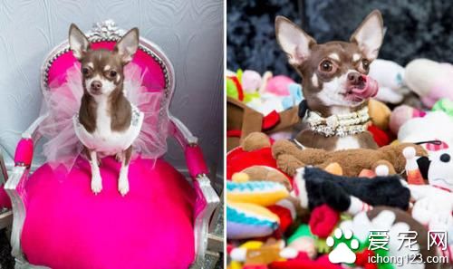 吉娃娃生活超享华成名媛 网友叹“人不如狗”