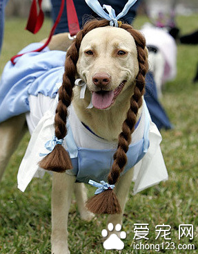 哪个村的汪姑娘