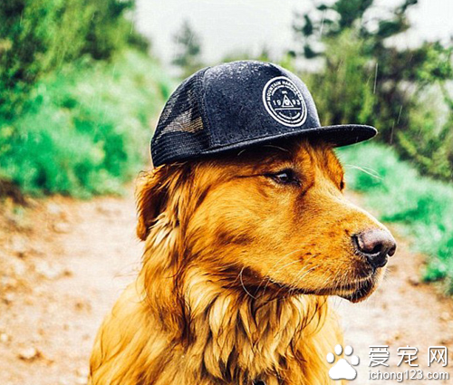 家长携带宠物外出旅行走红网络 引数万人效仿