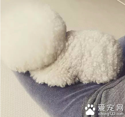 一颗超大的棉花糖！