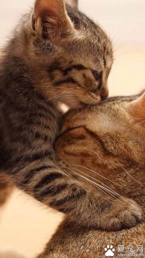 猫咪玩亲亲