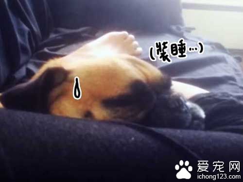 巴哥装睡忽悠主人 听到出去散步立刻破功！