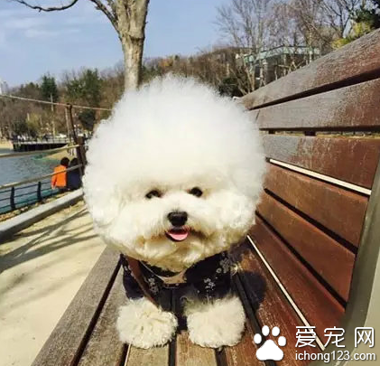 一颗超大的棉花糖！