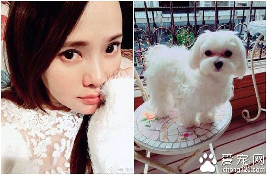 伊能静坚持怀孕期间养狗