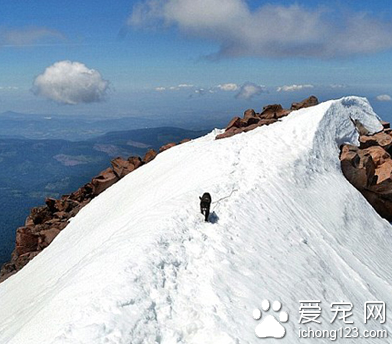 家长携带宠物外出旅行走红网络 引数万人效仿